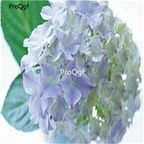25usd rare Ngryise 5Pcs A Set hydrangea plant