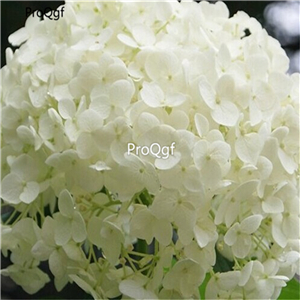 25usd rare Ngryise 5Pcs A Set hydrangea plant