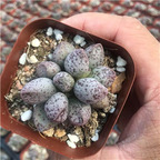 19usd ngryise 3pcs adromischus mariane plant