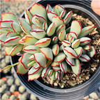 39usd Ngryise 2Pcs A Set echeveria chocolate line plant