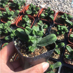 39usd Ngryise 3Pcs A Set Crassula quadrangularis plant