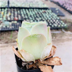 39usd Prodgf 10Pcs A Set egg shape Greenovia plant