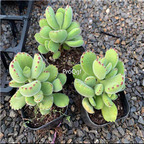 25usd Ngryise 5Pcs A Set Cotyledon tomentosa  plant