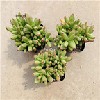 18usd Prodgf 3Pcs A Set Crassula nudicaulis plant