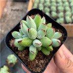 25usd Prodgf 10Pcs A Set fairy bean succulent plant