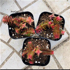 25usd Prodgf 5Pcs A Set Crassula qianzhita plant