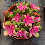 25usd Prodgf 5Pcs A Set echeveria chuixuezhisongjin plant
