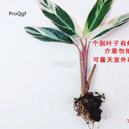 19usd Prodgf 3Pcs A Set Maranta arundinacea plant