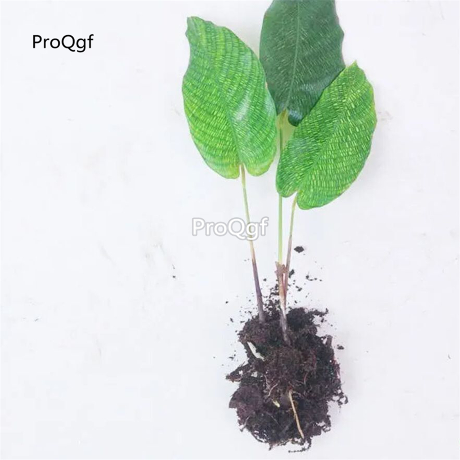 19usd Prodgf 3Pcs A Set Maranta arundinacea plant