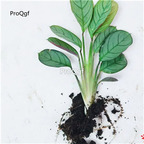 19usd hot Prodgf 3Pcs A Set Maranta arundinacea plant