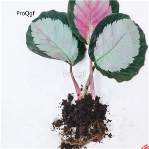19usd hot Prodgf 3Pcs A Set Maranta arundinacea plant