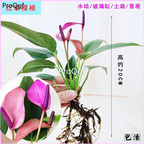 19usd Prodgf 3Pcs A Set Anthurium andraeanum  plant