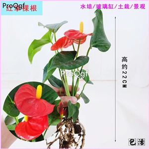 19usd Prodgf 3Pcs A Set Anthurium andraeanum  plant