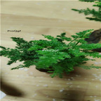 25usd Ngryise 5Pcs A Set APargus plumosus plant