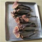 29usd ProQgf 250Gram A Set Changbai Mountain lingzhi