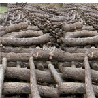 18usd Ngryise 500Pcs A Set   Basswood seed
