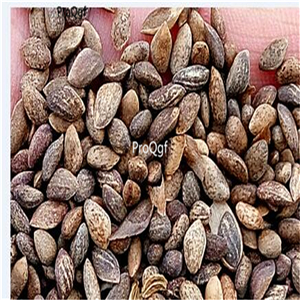 18usd Ngryise 500Pcs A Set   Basswood seed