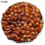 19usd Prodgf 300Gram A Set Zizyphus jujuba for sleep well