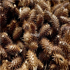 19usd Prodgf 300Pcs A Set Xanthium sibiricum  seed