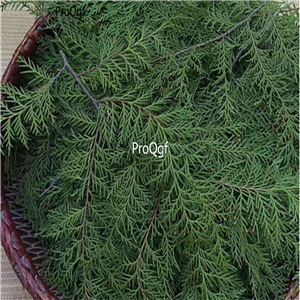 19usd Prodgf 300Gram A Set Platycladus orientalis leaf