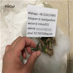 25usd Prodgf 10Pcs A Set Ariocarpus retusus plant