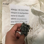 18usd Prodgf 3Pcs A Set haworthia langzhu plant