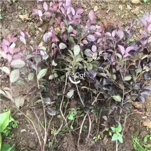 29usd Prodgf 10Pcs A Set Loropetalum chinense plant