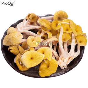 29usd Prodgf 250Gram A Set  Cantharellus cibarius