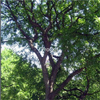 19usd Prodgf 3000Pcs A Set   ULMUS RUBRA  seed