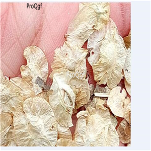 19usd Prodgf 3000Pcs A Set   ULMUS RUBRA  seed