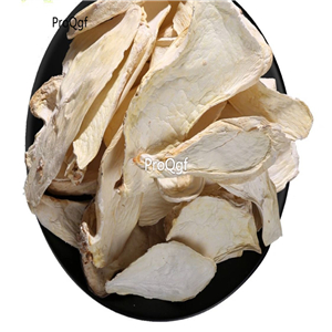 19usd Prodgf 500Gram A Set Pleurotus eryngii