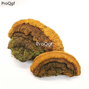 39usd Prodgf 250Gram A Set Sanghuangporus lonicericola