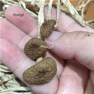 19usd Ngryise 500Gram A Set  Agrocybe aegerita