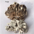 19usd Ngryise 250Gram A Set Schizophyllumcommuneh fungus baishenjun