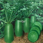 19usd Ngryise 3000Pcs A Set fruit green radish seed