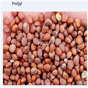 19usd Ngryise 3000Pcs A Set fruit green radish seed