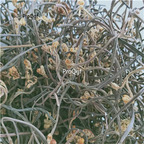 19usd Ngryise 300Gram A Set dry Pteridium aquilinum