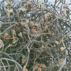 19usd Ngryise 300Gram A Set dry Pteridium aquilinum