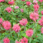 19usd Ngryise 9000Pcs A Set Monarda Didyma Crimson songguo seed