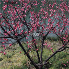 19usd Ngryise 2000Pcs A Set Prunus Mume Plum Blossom  seed