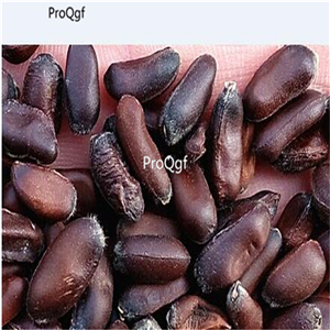 19usd Ngryise 2000Pcs A Set Prunus Mume Plum Blossom  seed