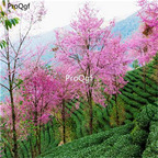 19usd Ngryise 1000Pcs A Set Prunus Cerasoides Wild Himalayan Cherry seed