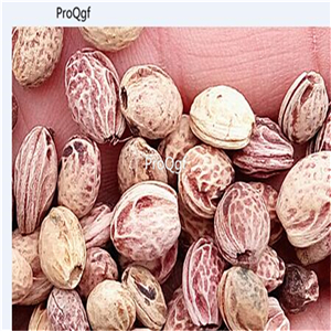 19usd Ngryise 1000Pcs A Set Prunus Cerasoides Wild Himalayan Cherry seed