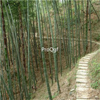 19usd Ngryise 6000Pcs A Set Phyllostachys Heterocycla Moso Bamboo  seed
