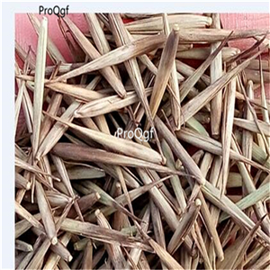 19usd Ngryise 6000Pcs A Set Phyllostachys Heterocycla Moso Bamboo  seed
