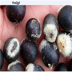 19usd Ngryise 2000Pcs A Set Sapindus Mukorossi Indian Soapberry seed