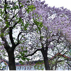 19usd Ngryise 50000Pcs A Set Paulownia Tomentosa Empress Tree  seed