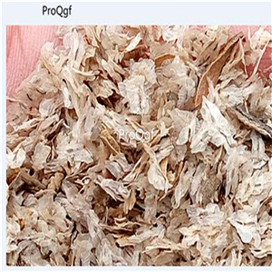 19usd Ngryise 50000Pcs A Set Paulownia Tomentosa Empress Tree  seed