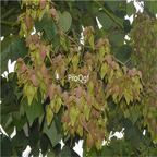 19usd Ngryise 6000Pcs A Set Firmiana Simplex seed