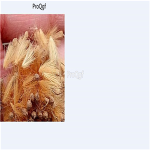 19usd Ngryise 6000Pcs A Set Firmiana Simplex seed